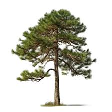 Pinus roxburghii